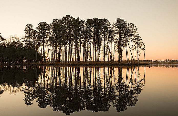 Silhouetted trees